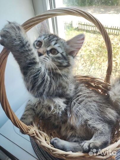 Котята в добрые руки (девочки)