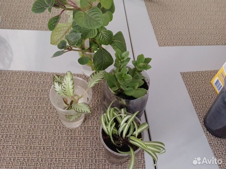 Комнатные цветы