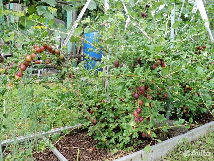 Крыжовник сорт Северный капитан - саженцы