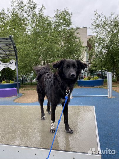 Выгульщик собак