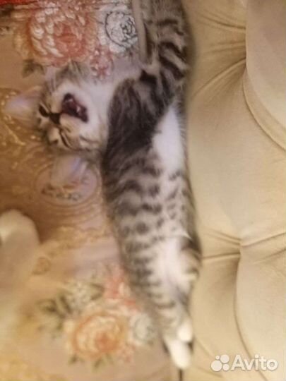 Котятки от породистых родителей)