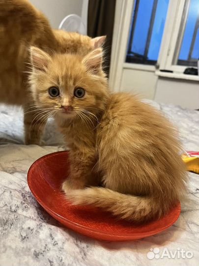 Котята рыжие