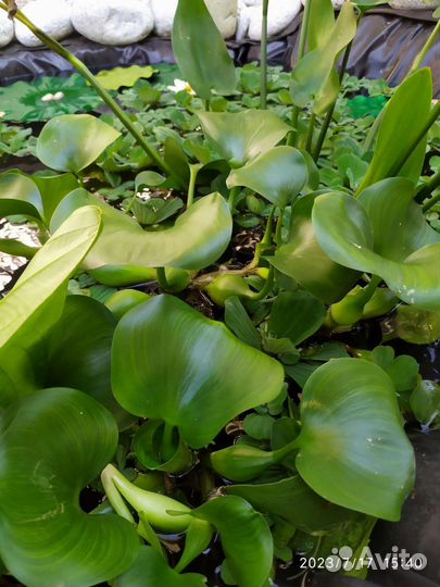 Пистия и Эйхорния (водяной салат и гиацинт)