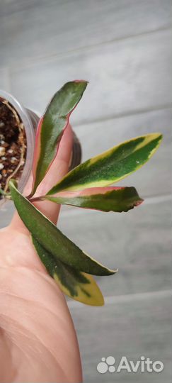 Хойи сортовые