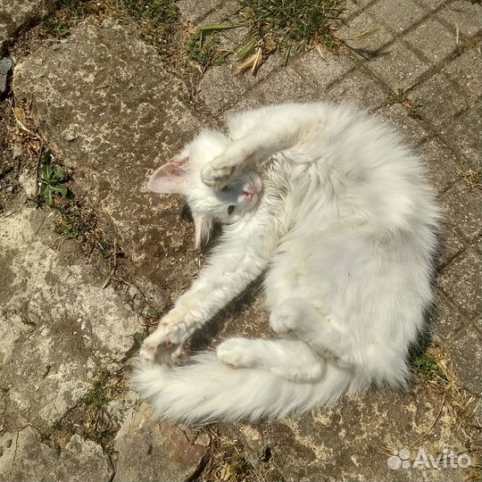 Белоснежный котик