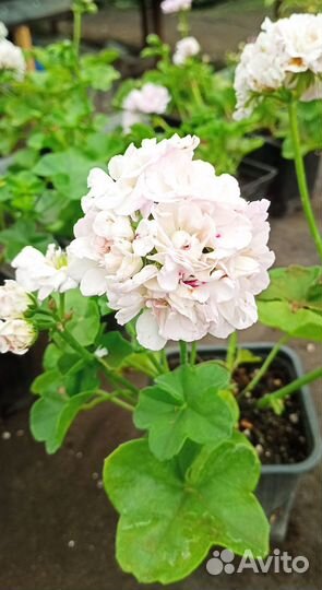 Пеларгония плющелистная Great Ball of Fire White