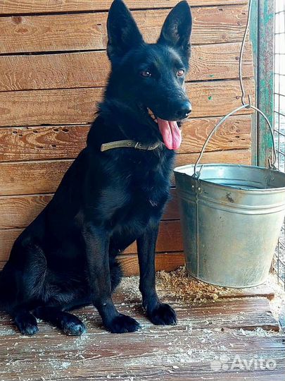 Собака из приюта