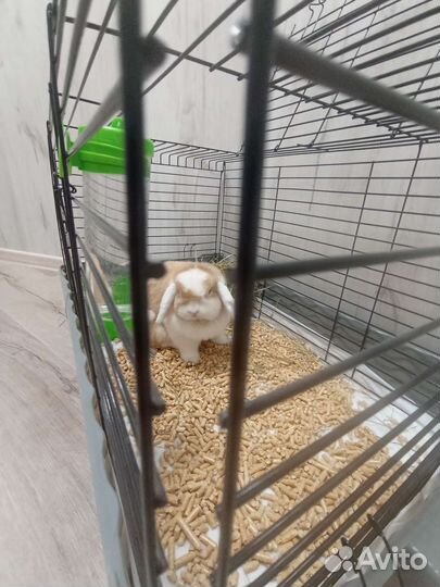 Декоративный кролик (вислоухий)