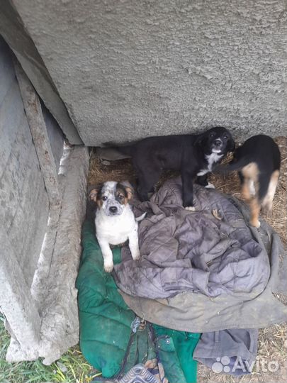 Щенки заботливым хозяивам