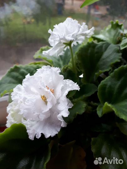 Цветущие фиалки