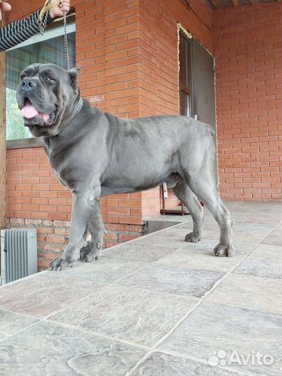 Кобель вязка кане корсо