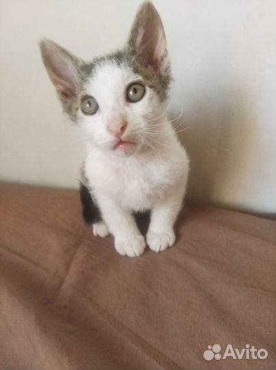 Продам котенка метиса