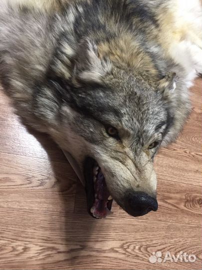 Ковёр из шкуры Волка новый