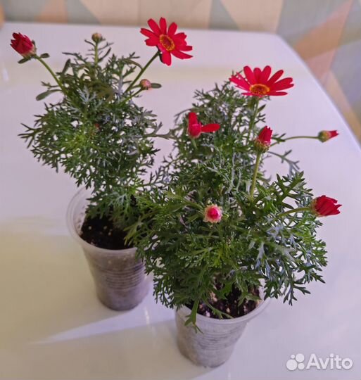 Ангирантемум