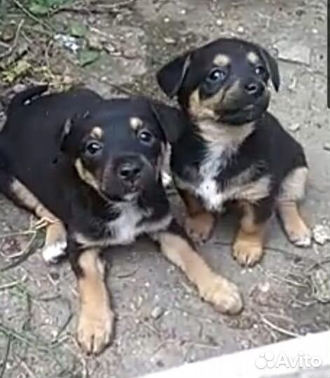 В добрые ручки