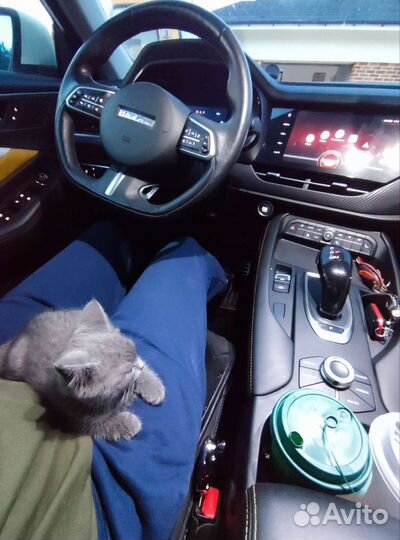 Котëнок в добрые руки