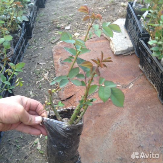 Розы оптом росада