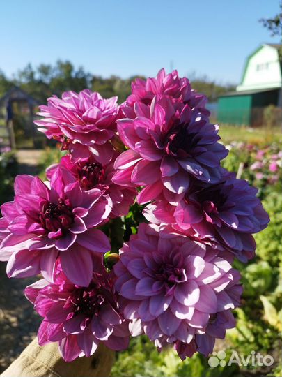 Цветы сезонные