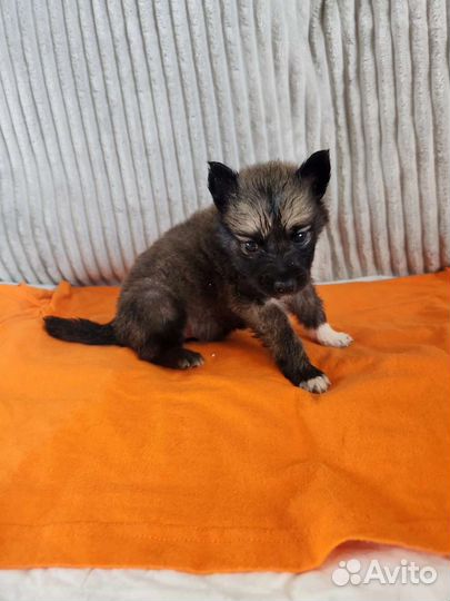 Щенок Малинуа