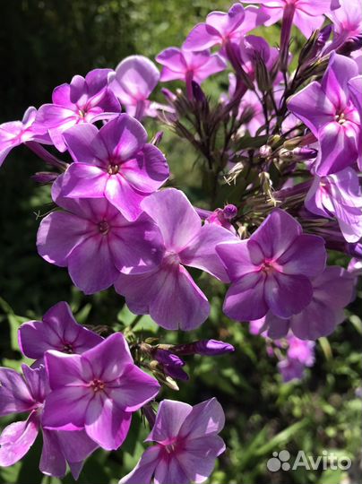 Флокс метельчатый