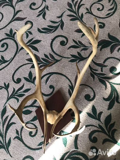 Рога оленя