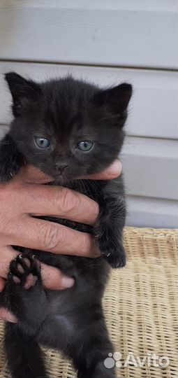 Шотландские вислоухие и прямоухие котята тедди