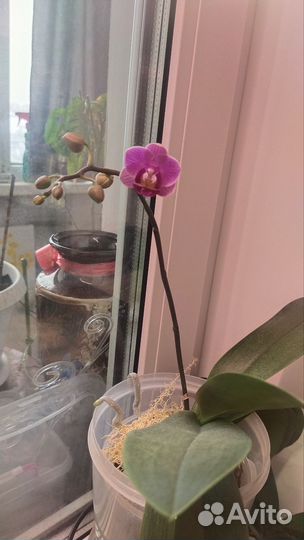Орхидея фаленопсис биг лип