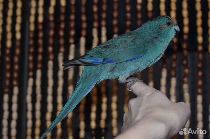 Синий какарик