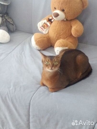 Передержка кошек и собак