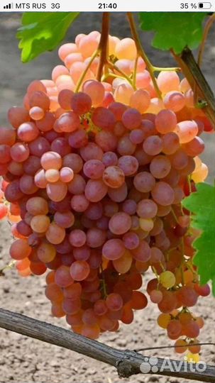 Саженцы винограда