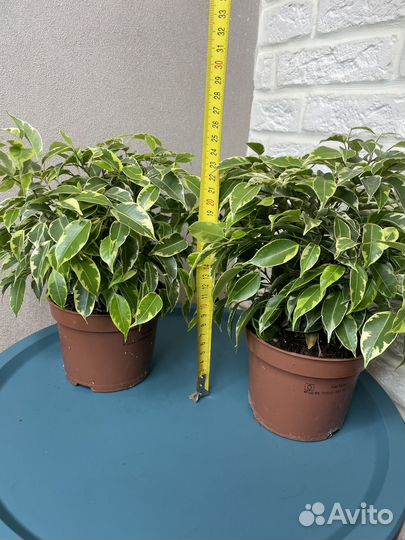 Фикус бенджамина кинки комнатные цветы