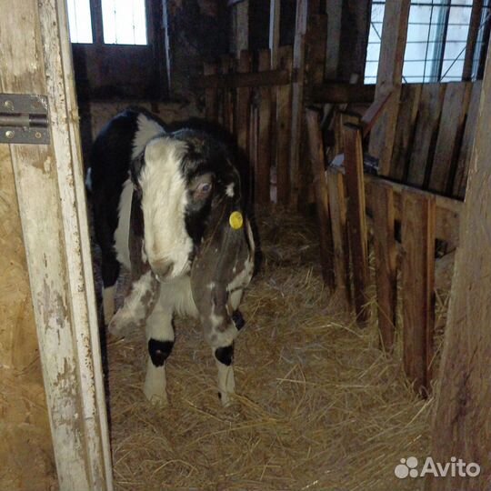 Козлик и козлушка камори