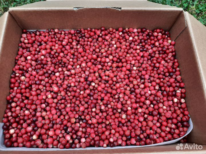 Клюква свежая