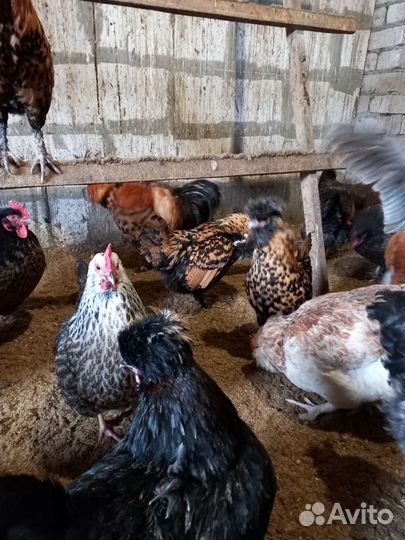 Инкубационное яйцо кур