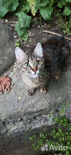 Кошечка котёнок