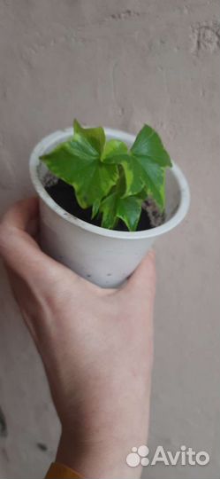 Плющ пестролистный, хедера хеликс