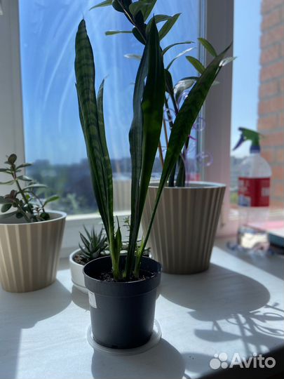 Сансевиерия щучий хвост