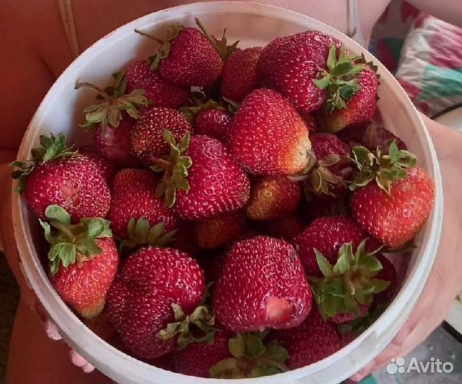 Корешки молодой клубники