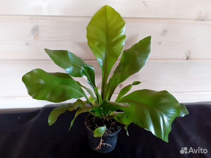 Папоротники комнатные