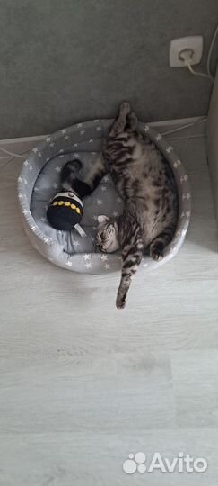 Кошка на вязку