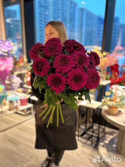 Хризантема одноголовая