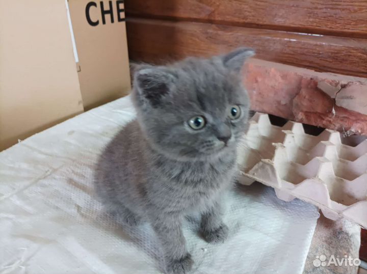Британский котик