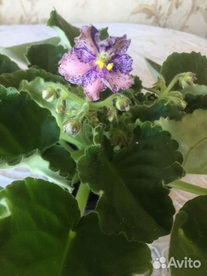 Фиалка Шансон, Авантюра и Млечный путь