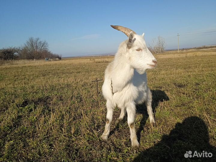 Продам коз(козлов)