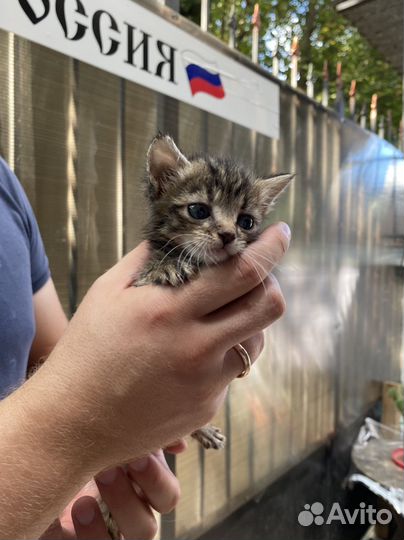 Котята в добрые руки