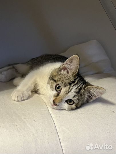 Котенок в добрые руки