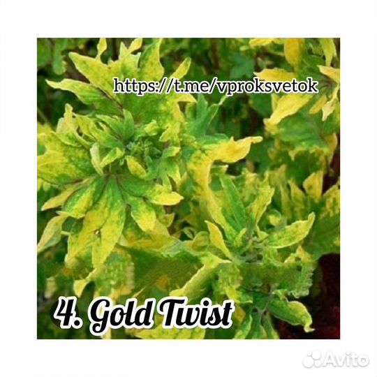 Колеусы вегетативные