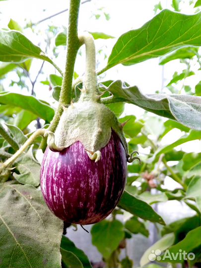 Семена лучших перцев и баклажанов