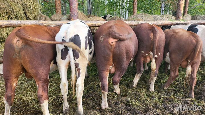 Быки Герифорд на мясо,на племя мраморная говядина