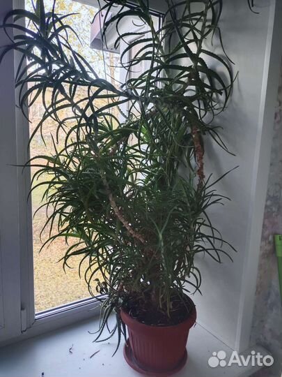 Алоэ (столетник)